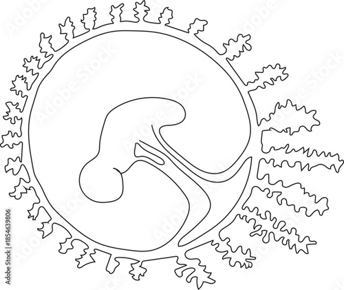 Embryonic membranes vector icon