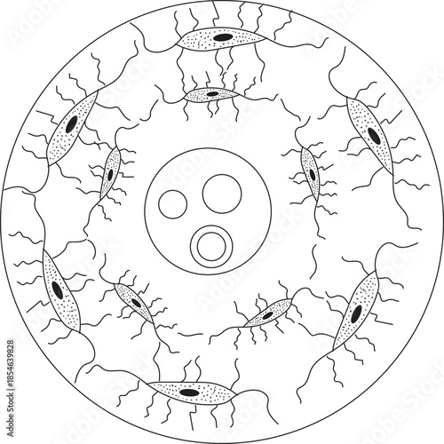 Haversian vector icon