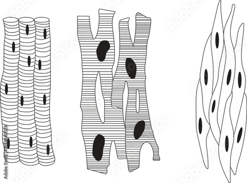 Skeletal Muscle Cardiac Muscle Smooth Muscle  vector icon