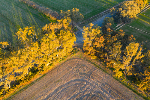 Aerial view of golden light on gum trees at the corner of a farm paddock
