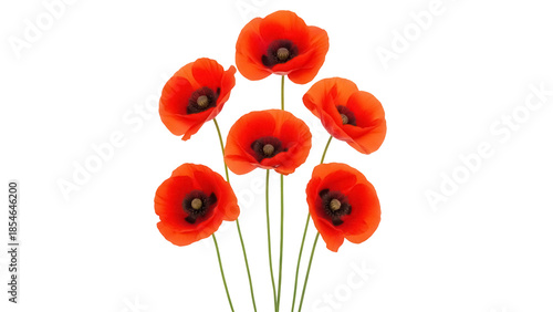 Foto Vibrant red poppy flowers isolated PNG, bouquet of summer wildflowers on transpa