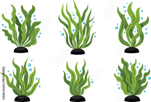Green seaweed and underwater kelp plants collection with air bubbles, flat aquatic flora vector set isolated on white background..