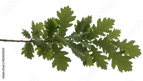 Oak tree branch with green leaves isolated PNG, foliage with jagged edges on transparent background, natural element for graphic design