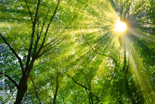 緑の森　太陽光