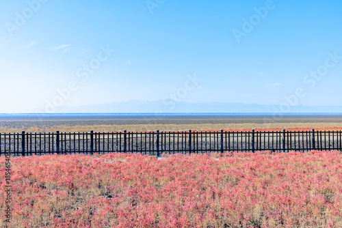 秋の東与賀海岸シチメンソウ群生地　佐賀県佐賀市　Autumn in Higashiyoga Coast, a colony of Japanese quince. Saga Pref, Saga City.