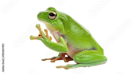 Bright green tree frog isolated PNG on transparent background, amphibian with smooth skin and large eyes for wildlife and nature designs