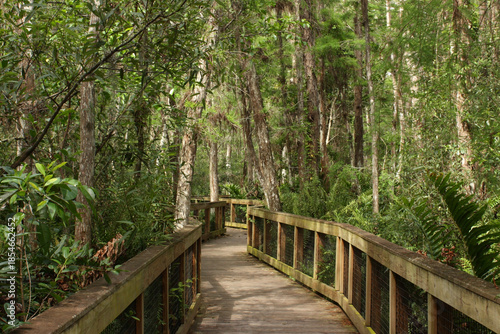 Konstfotografi Cypress Swamp Boardwalk in Arthur R