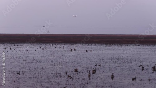 Migratory birds in Poyang Lake, China