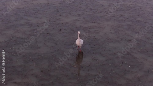 Migratory birds in Poyang Lake, China