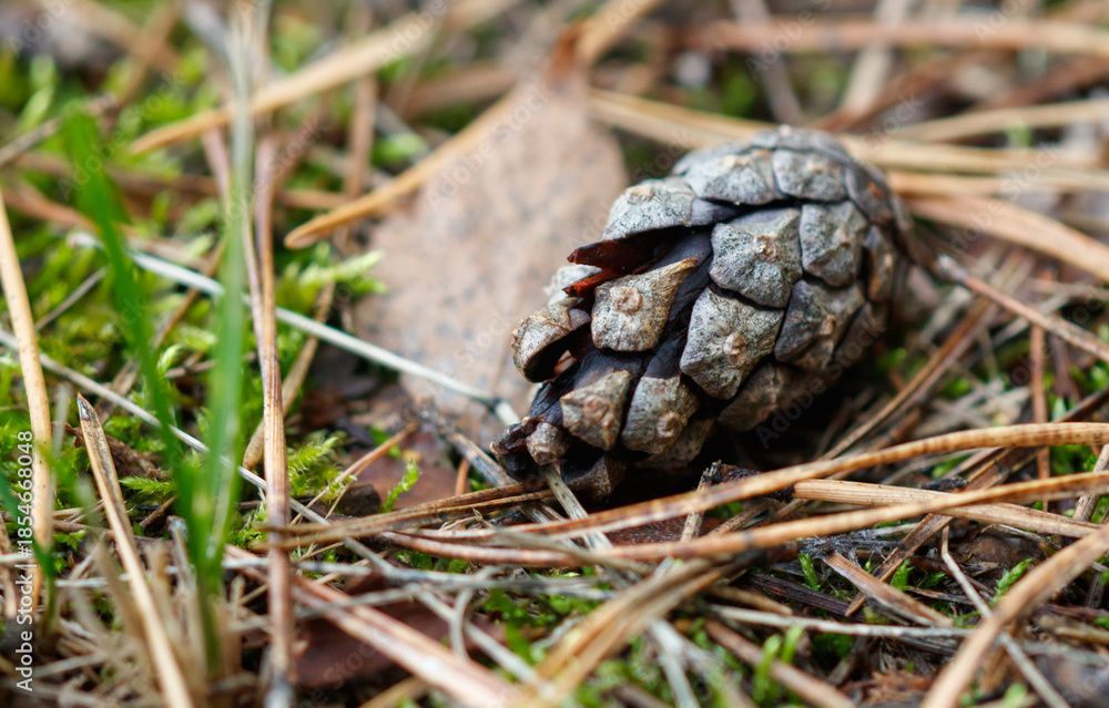 Obraz premium A pine cone is on the ground