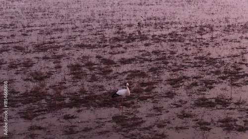 Migratory birds in Poyang Lake, China