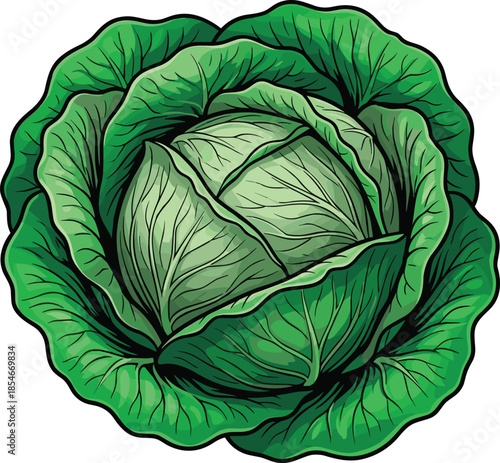Fresh Green Cabbage with Detailed Leaf Veins and Outline vegetable healthy