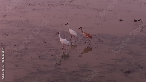 Migratory birds in Poyang Lake, China