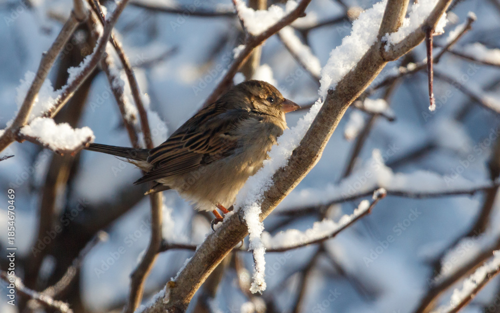 Obraz premium A small bird is sitting on a branch covered in snow