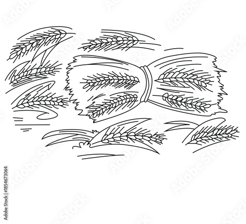 Cute cartoon hand drawn vector bundle of harvested wheat stalks, tied together outline.