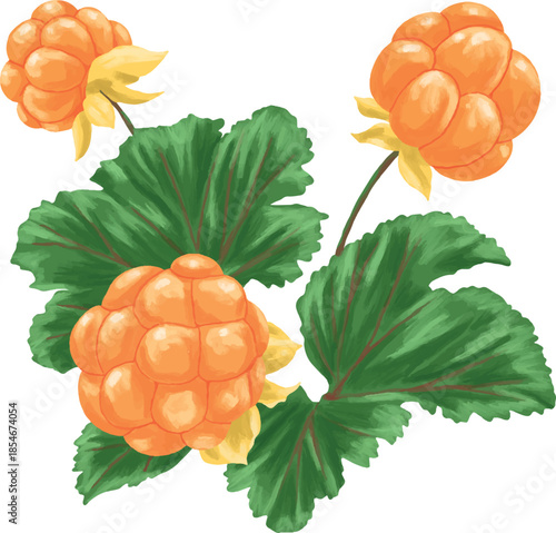 Cloud Berry Botanical Painting Nordic Wild Berry Illustration