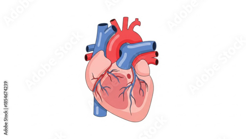 Human Heart Anatomy Vector Illustration