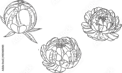 Vintage hand drawn flower set featuring a seamless rose pattern and floral vector sketches for nature decoration and coloring book art elements