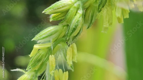 Wallpaper Mural Close up Macro Footage. Honey bee collecting pollen from corn flower, showcasing pollination process, insect behavior, agriculture ecosystem, and natural biodiversity in a green field. Torontodigital.ca