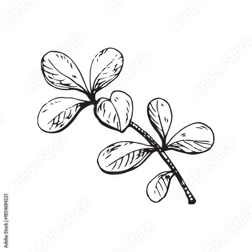 Black and white vector illustration of a cowberry branch. Hand-drawn ink line art in vintage engraving style. Suitable for botanical prints, packaging, labels, logos, textiles and decorative design.