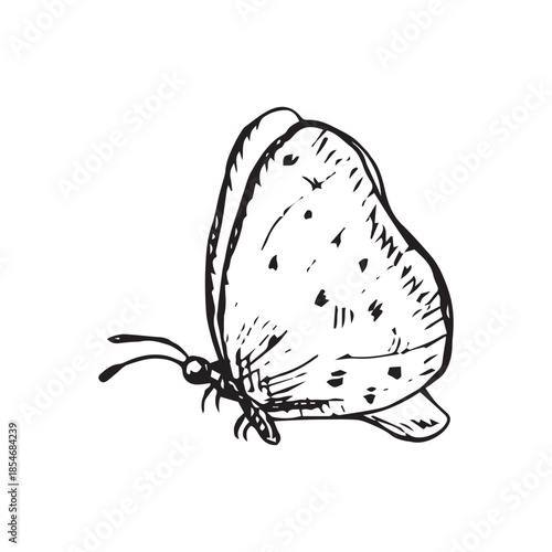 Black and white vector illustration of a butterfly in side view. Hand-drawn ink line art in vintage engraving style. Good for botanical designs, packaging, labels, logos, prints and tattoos.