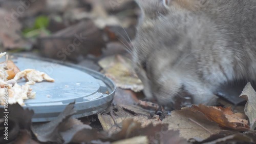 Homeless Gray Cat eating its food on the background of autumn leaves