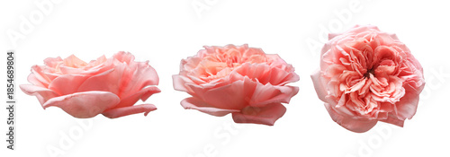 фотографія Pink rose isolated on white background