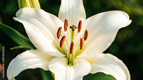 White lily flower in natural garden setting