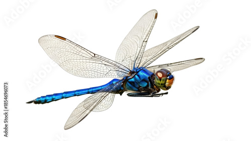 Fotografie Isolated dragonfly insect resting with textured wings and a bright iridescent bl