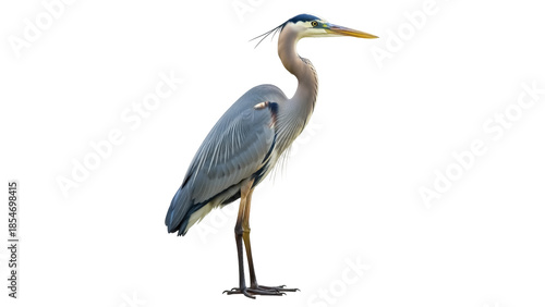 Photos Isolated Great Blue Heron standing tall, a beautiful long-legged wading bird in