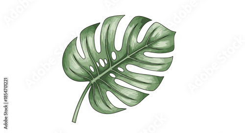 Detailed single green monstera leaf illustration with realistic textures and characteristic holes over a plain white background.