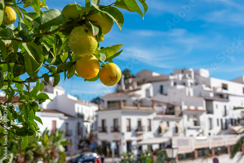 Cuadro en lienzo Fresh ripe yellow lemons hanging on a leafy green branch in the foreground, set against a blurred background of the historic whitewashed village of Frigiliana on a sunny day in Andalusia, Spain