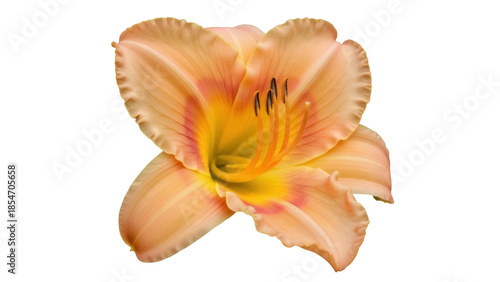 Foto Isolated peach-colored daylily, elegant flowering plant with stamens and ruffled
