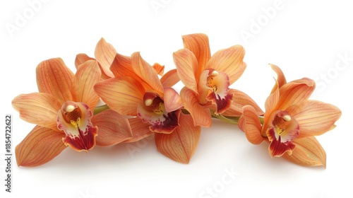 Orange orchid flowers on a white background. Floral background. Minimalistic background.