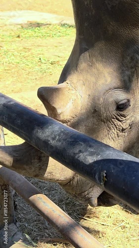 A White Rhino rubbing its horn. Focus on the horn.