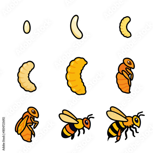 Honey bee life cycle vector illustration. Metamorphosis stages from egg, larva, pupa to adult insect. Cute cartoon educational diagram