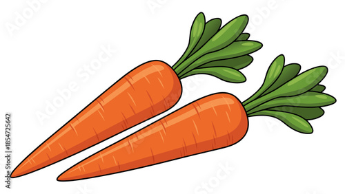 Fresh carrots with green leaves vector illustration on a white background