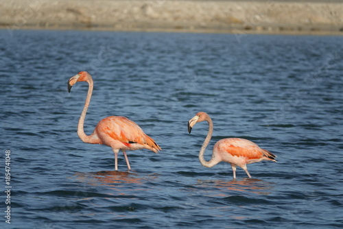 Canvas Print Pink Flamingos in Grand Turk, Turks and Caicos Islands, Caribbean