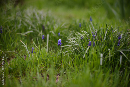 blooming muscari among the green grass
