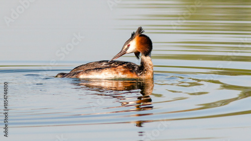 great crested grebe