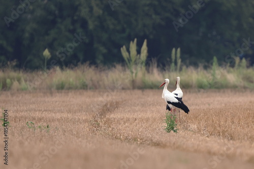 Fotografie mattino nel campo di grano