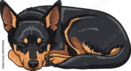 Lancashire Heeler dog curled up sleeping cute pose 