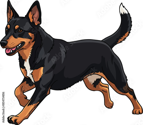 Lancashire Heeler dog running energetic playful movement