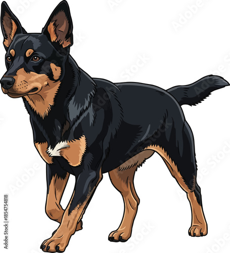 Lancashire Heeler dog walking focused attentive movement