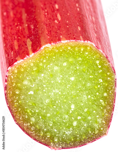 Rhubarb Stem Cut End Close-up Revealing Green Interior and Pink Skin

