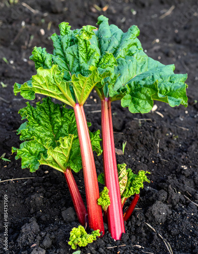 Homegrown Rhubarb Plant with Pink Red Stalks Growing in Garden Bed
