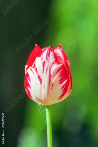 Closeup red and white striped tulip 'Happy Generation' bloom