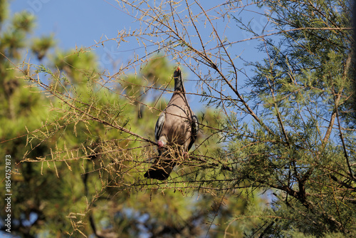 Colombaccio adulto in equilibrio sui rami sottili di un piccolo albero in primo piano, mentre cerca di afferrare col becco alcune bacche, in un ambiente naturale, di giorno, in estate