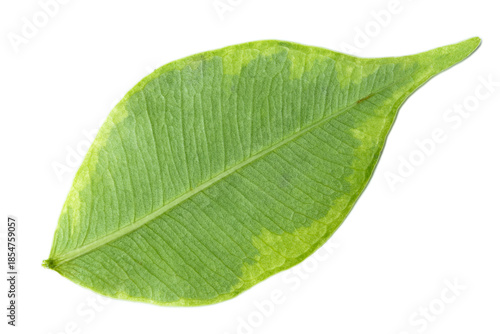 Fresh tropical green leaf isolated on white background with detailed veins and smooth organic texture.