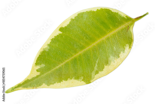 Botanical close-up of a green leaf isolated on white background highlighting natural veins and texture.